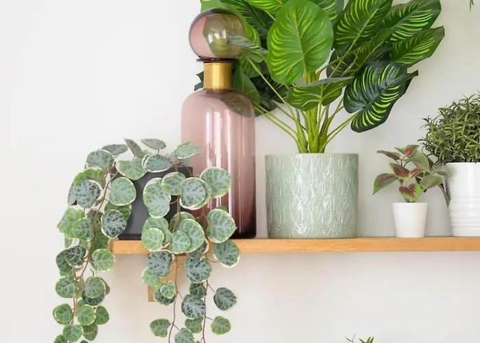 Speciale ! Jolie Pepite - Le Verdoyant